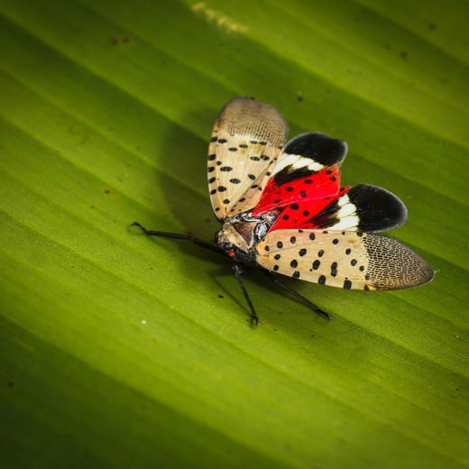 Urban Forest Pest Management Proven Strategies Tech Tools and Seasonal Insights for Healthier City Trees from PlanIT Geo and TreePlotter