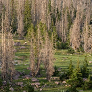 tree threats